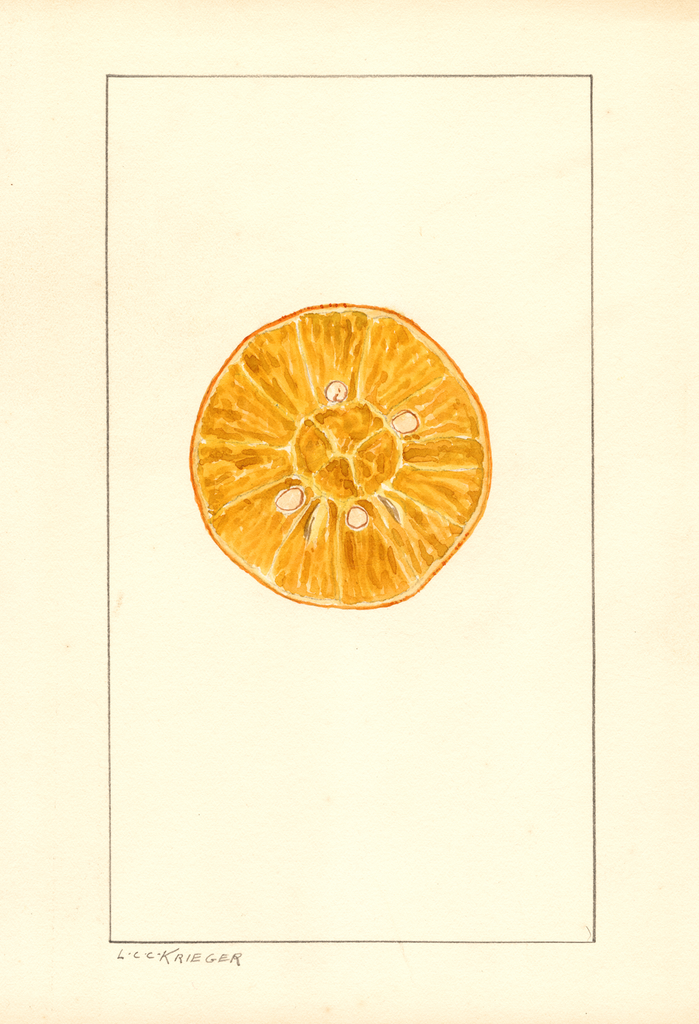 Oranges (1938)