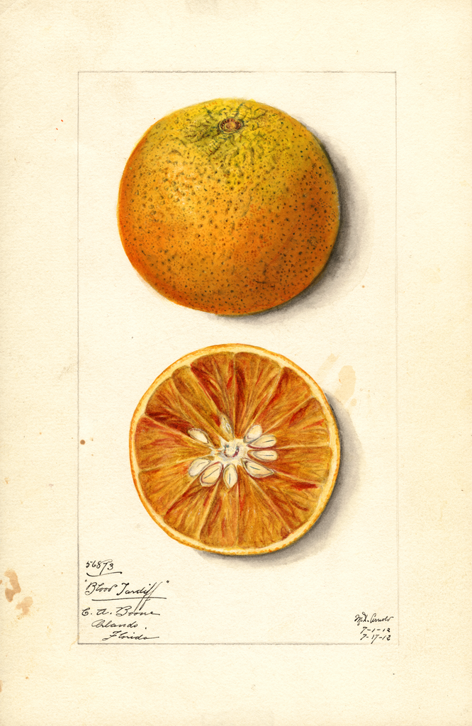 Oranges, Blood Tardiff (1912)