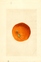 Oranges (1911)