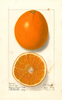 Oranges, Washington Navel (1914)