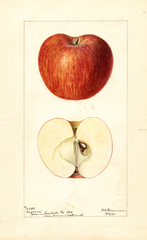Apples, Ingram (1895)