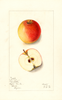 Apples, Iowa Blush (1912)