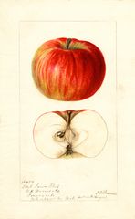 Apples, Iowa Flat (1896)
