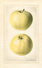 Apples, Grand Sultan (1922)