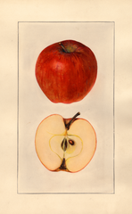 Apples, Delicious (1925)