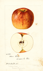 Apples, Moore Extra (1894)