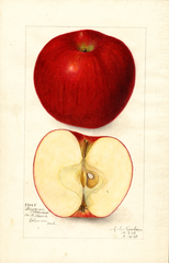 Apples, Stayman Winesap (1909)