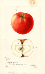 Apples, Cain (1900)