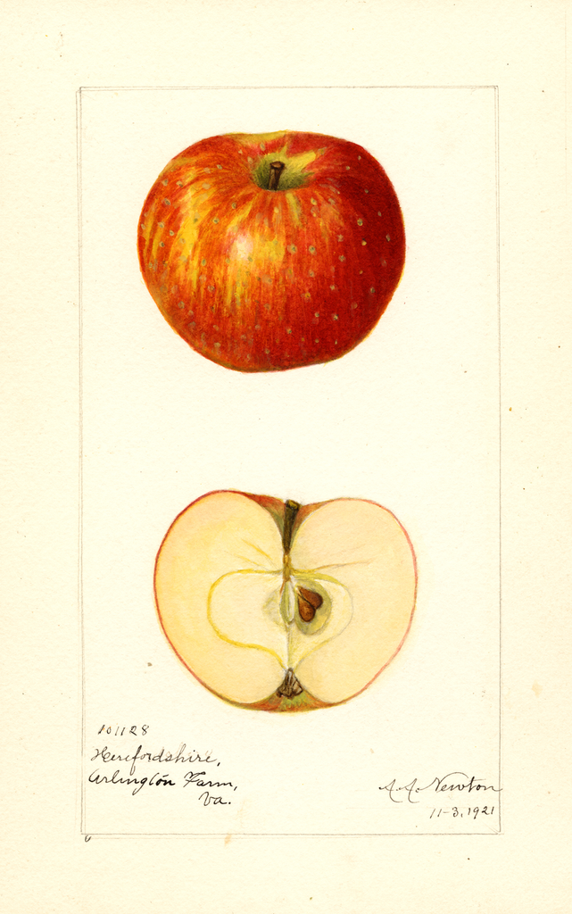 Apples, Herefordshire (1921)