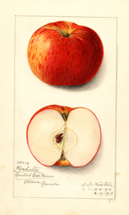 Apples, Rochelle (1913)