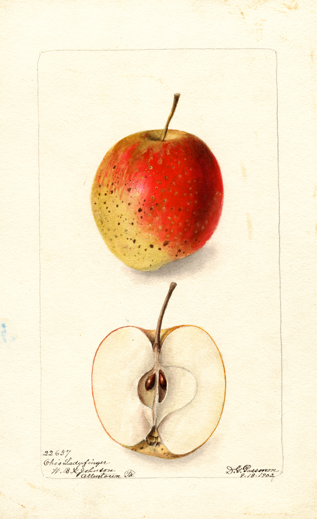 Apples, Ohio Ladyfinger (1902)