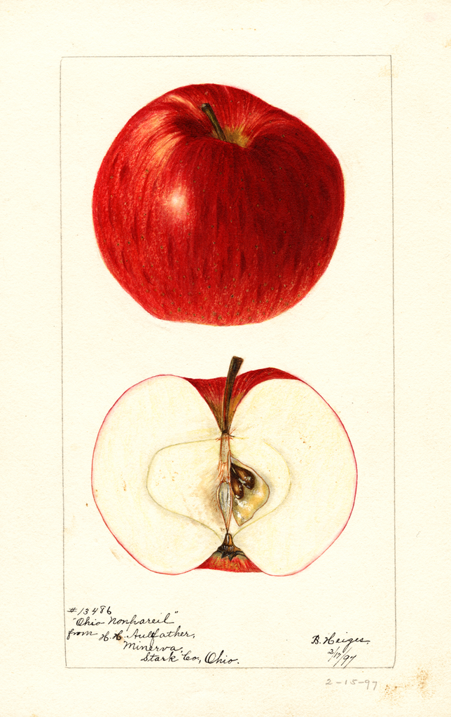 Apples, Ohio Nonpareil (1897)