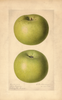 Apples, Ohio Pippin (1920)