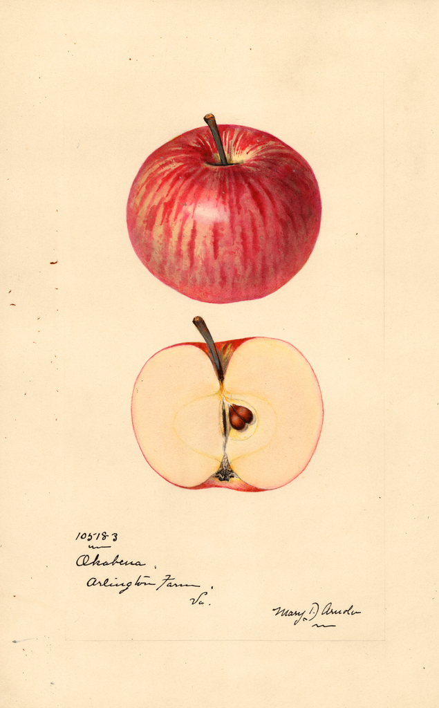Apples, Okabena (1924)