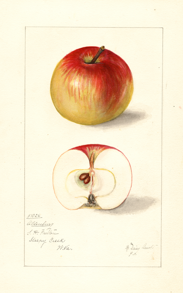 Apples, Oldenburg