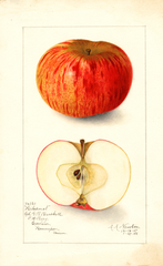 Apples, Hibernal (1908)
