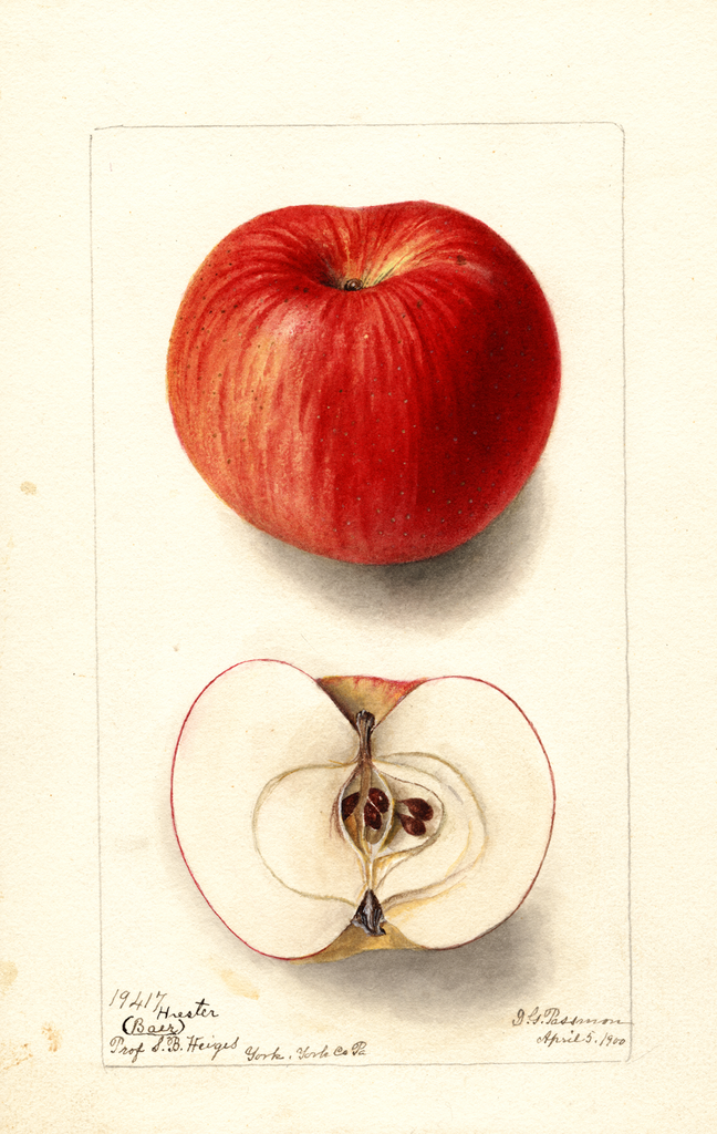 Apples, Hiester (1900)