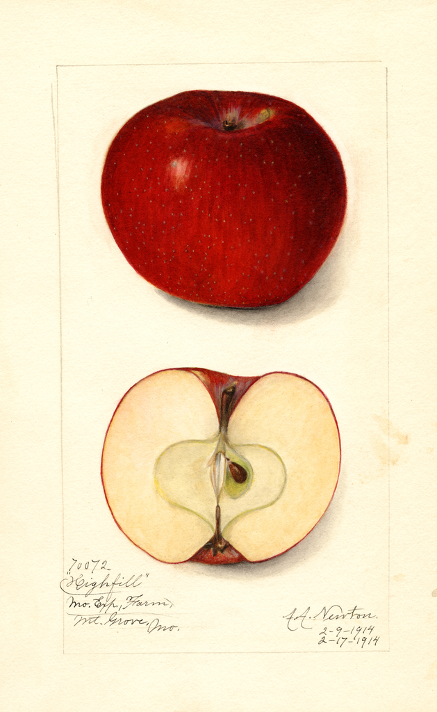 Apples, Highfill (1914)