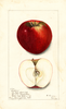 Apples, Highfill (1903)