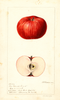 Apples, Hog Island Sweet (1896)
