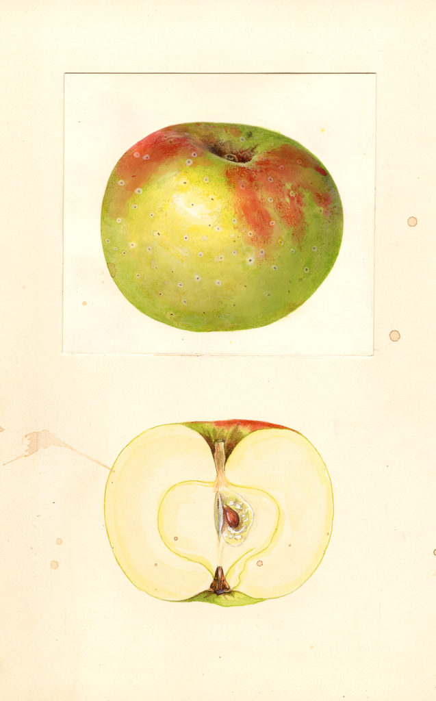 Apples, Hohenzollern (1939)