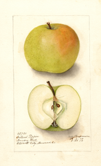 Apples, Holland Pippin (1910)