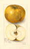 Apples, Hollandberry Admirable (1912)