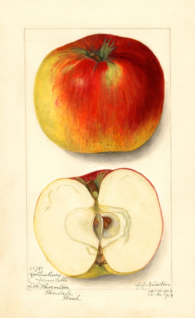 Apples, Hollandberry Admirable (1913)