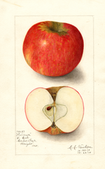 Apples, Holman (1910)