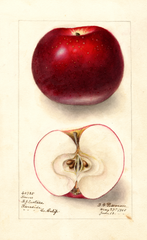 Apples, Hoover (1908)