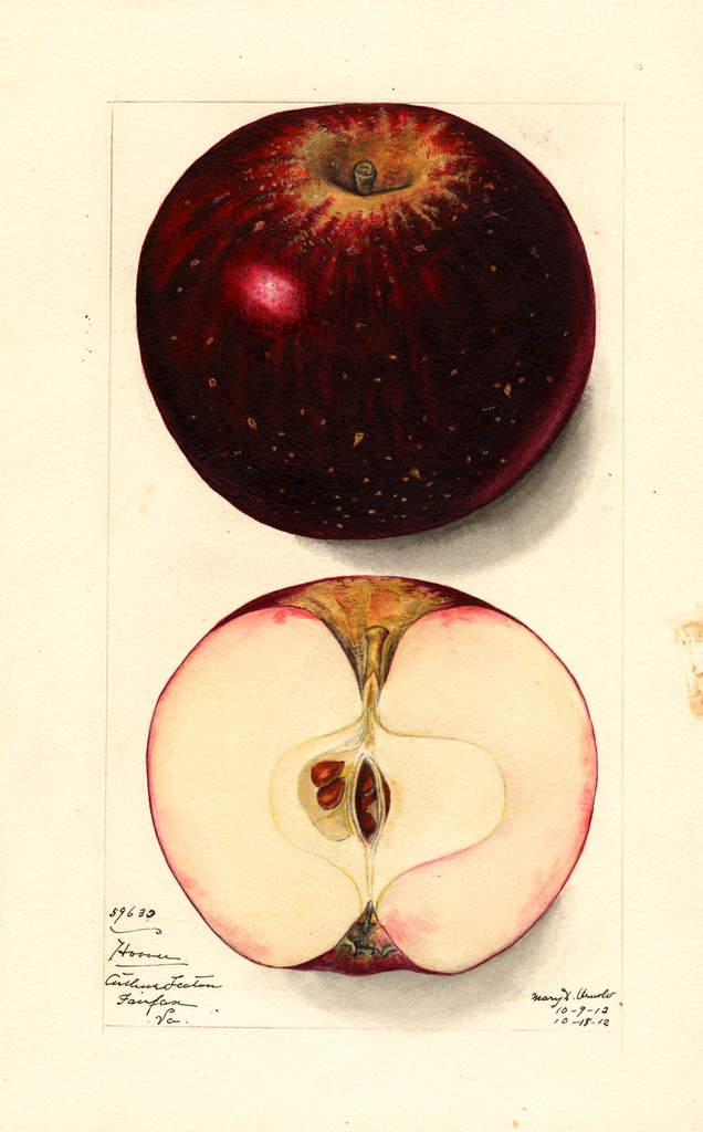 Apples, Hoover (1912)