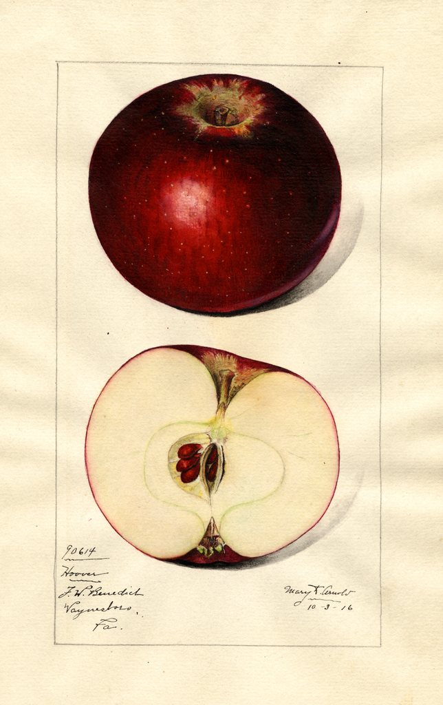Apples, Hoover (1916)