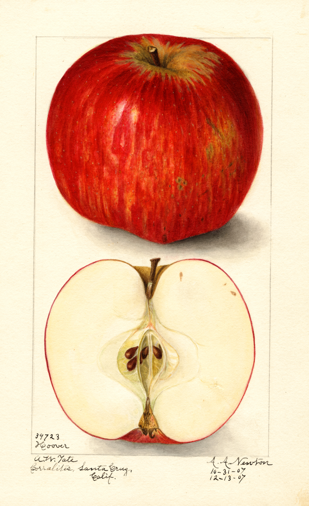 Apples, Hoover (1907)