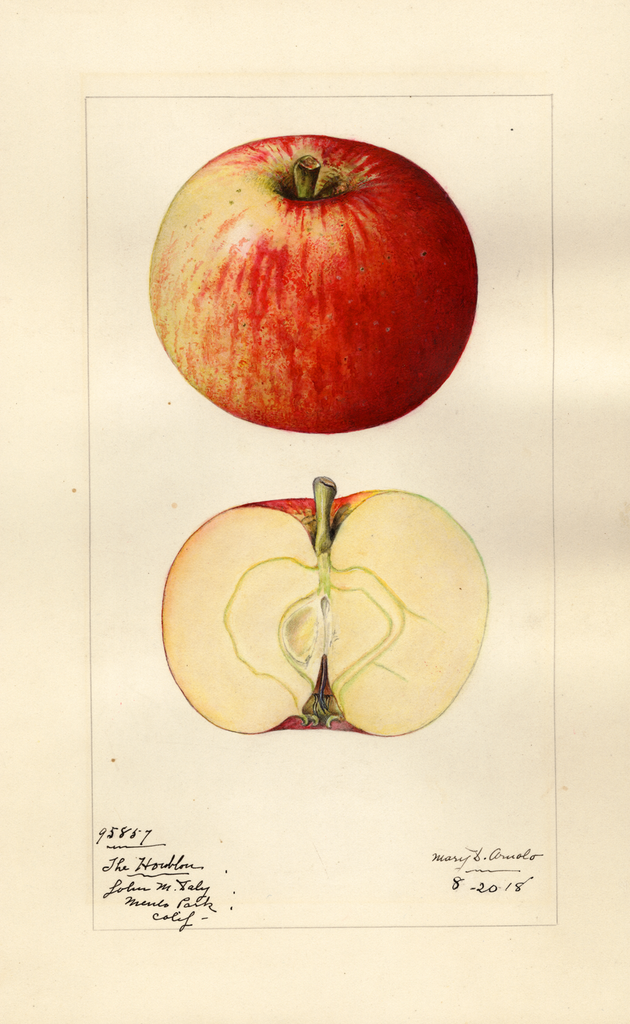 Apples, Houblon (1918)