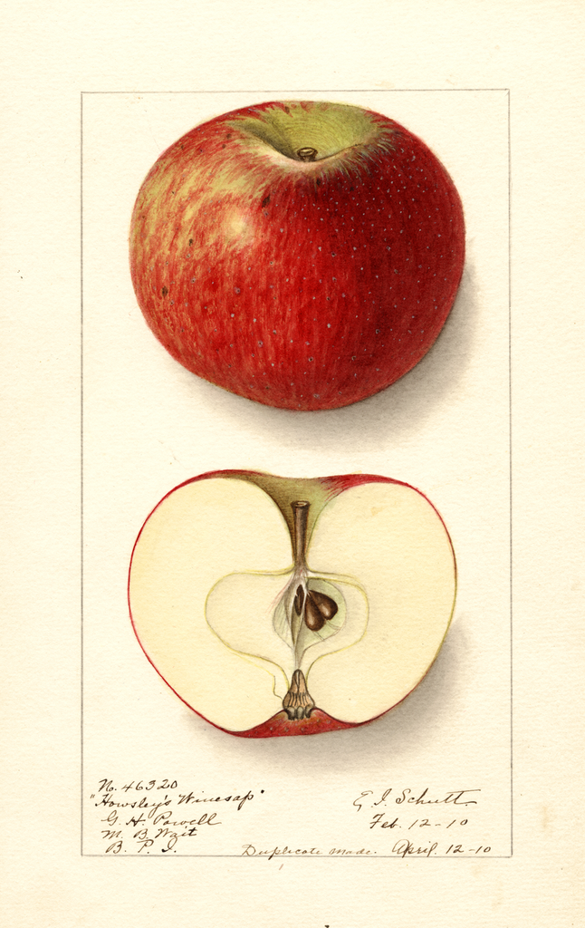 Apples, Howsleys Winesap (1910)