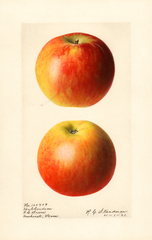 Apples, Hubbardston (1921)