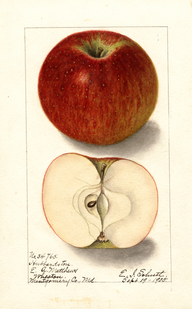 Apples, Hubbardston (1905)