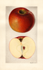 Apples, Hubbardston (1928)