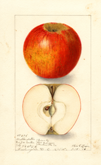 Apples, Hubbardston (1906)