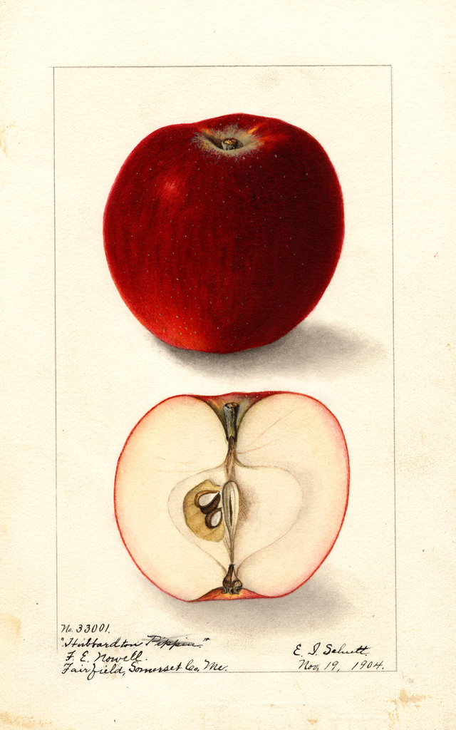 Apples, Hubbardston (1904)