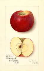 Apples, Hudson (1913)