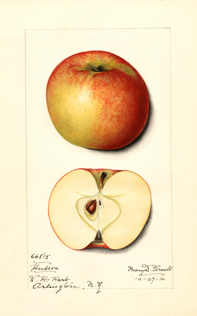 Apples, Hudson (1914)