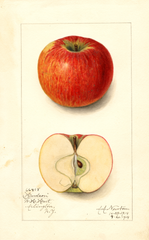 Apples, Hudson (1914)