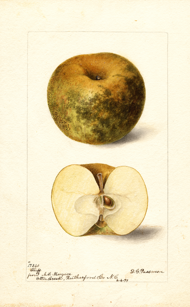 Apples, Huff (1899)