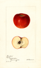 Apples, Ironclad (1895)