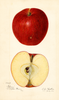 Apples, Isham (1920)