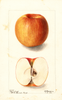 Apples, Isham (1901)