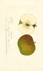 Apples, Ivanhoe (1888)