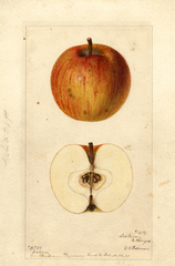 Apples, Jackson (1896)