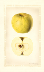 Apples, Jackson Winter Sweet (1927)